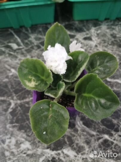 Черный принц