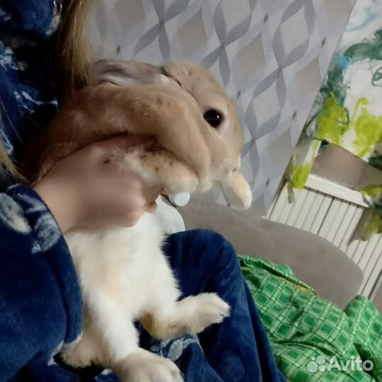 Декоративные кролики