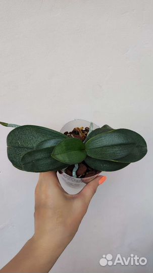 Орхидея фаленопсис