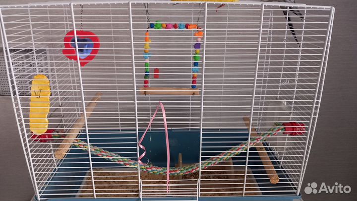 Попугай корелла