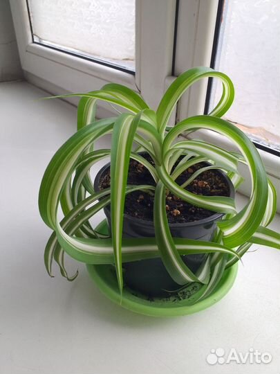 Хлорофитум кудрявый,бегония тигровая