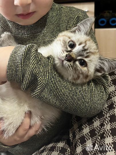 Сиамские котята бесплатно