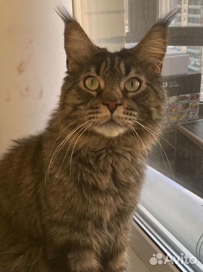 Кот Мейн-кун вязка