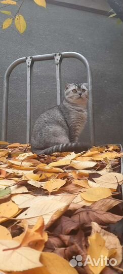 Шотландский кот вязка