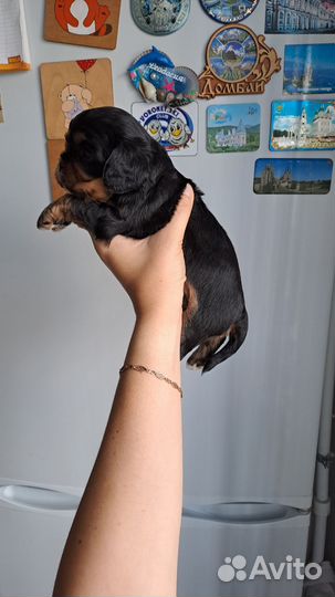 Кавалер кинг чарльз спаниель девочки