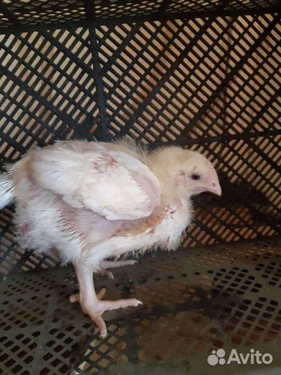 Цыплята бройлеры кобб 500