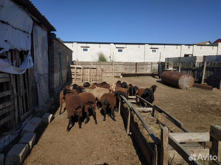 Овцы бараны ягнята