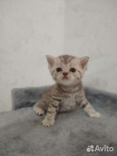 Британские котята