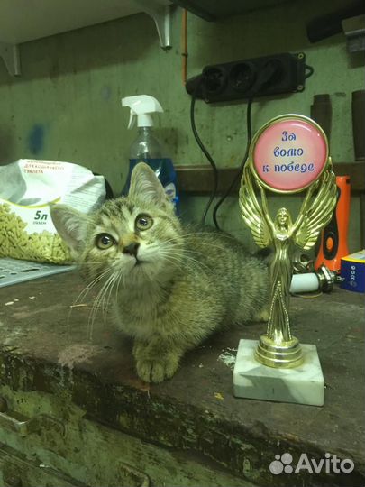 Кошки в добрые руки бесплатно