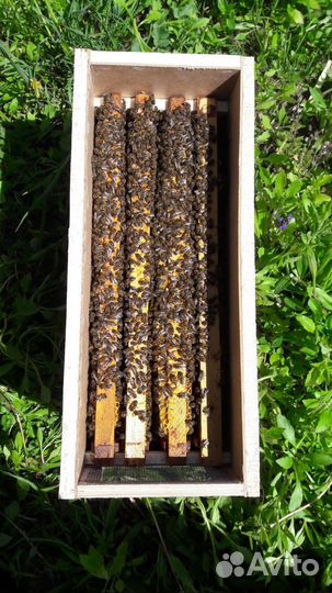 Пчелосемьи