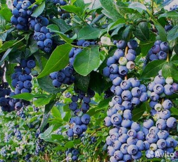 Саженцы голубики