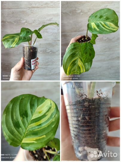 Комнатные растения