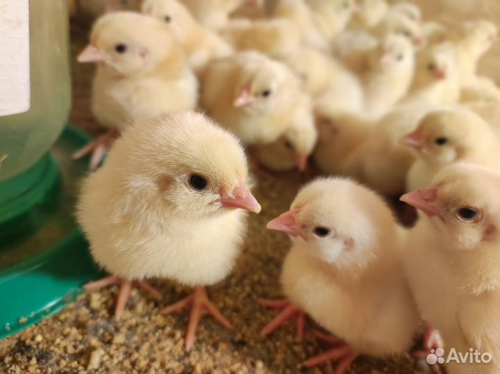 Цыплята бройлеры кобб 500 и Росс 308 импорт