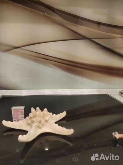 Морские ракушки, морская звезда