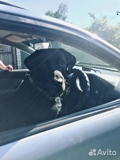 Вязка Лабрадор