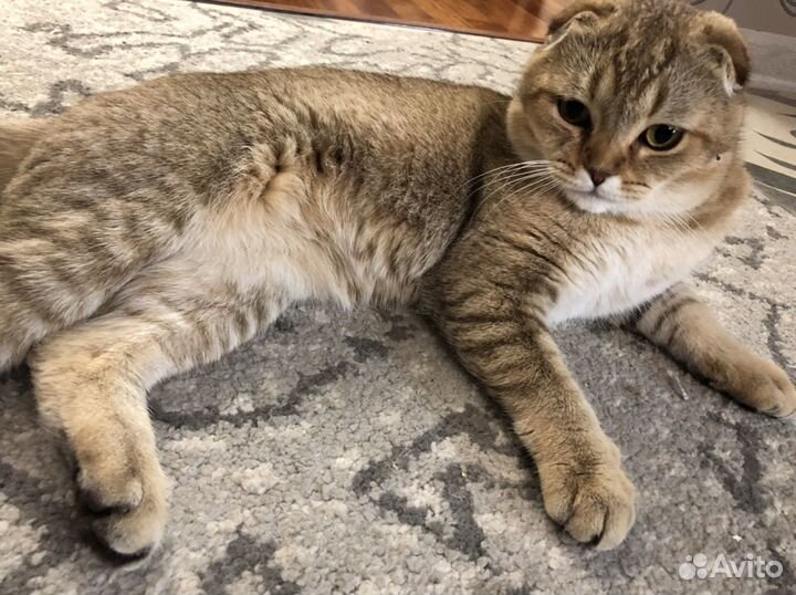 Шотландский кот - вязка