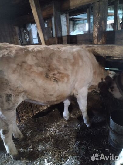 Продажа телят