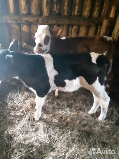 Бычок и телочка