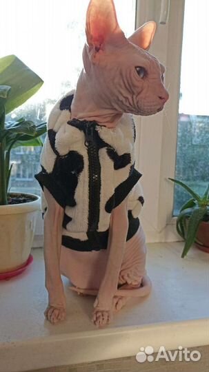 Передержки домашних животных