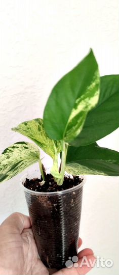 Эпипремнум / сциндапсус