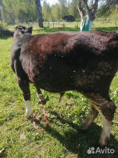 Бычок на мясо