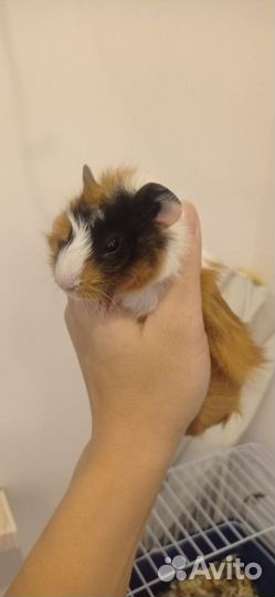 Морская свинка с клеткой