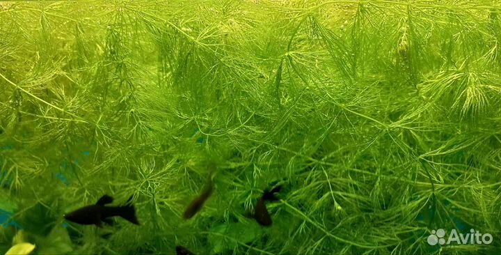 Роголистник в аквариум