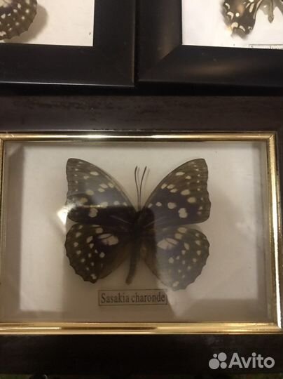 Бабочки коллекция панно