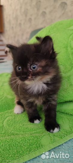 Котята в добрые руки бесплатно