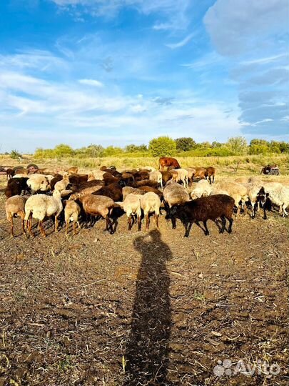 Продаю крс, мрс