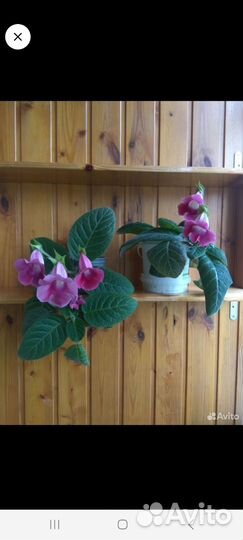 Глоксиния красная