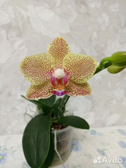 Орхидея фаленопсис