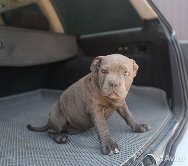Американский булли покет щенки