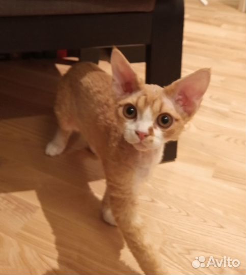 Котик девон Рекс, Рыжик кудрявый дружочек