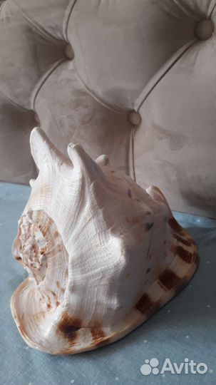 Ракушка кассис