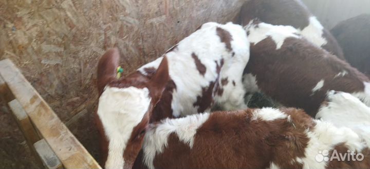 Телята доставка