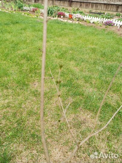 Сирень Мейера палибин