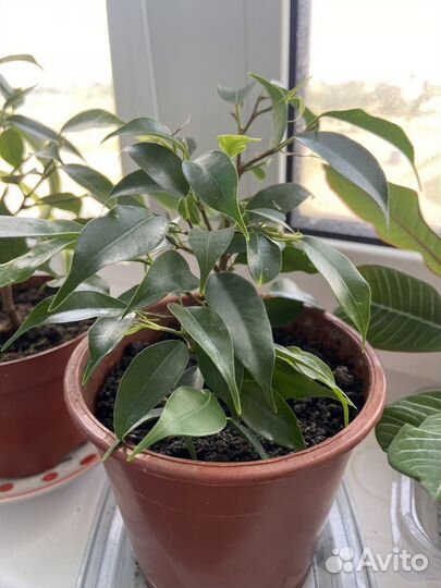 Фикус бенджамина