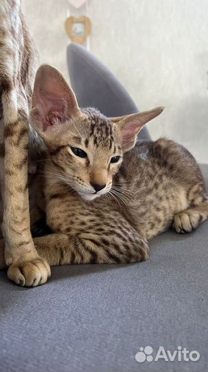 Ориентальные котята