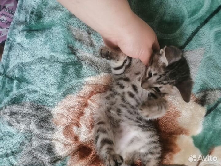 Котенок