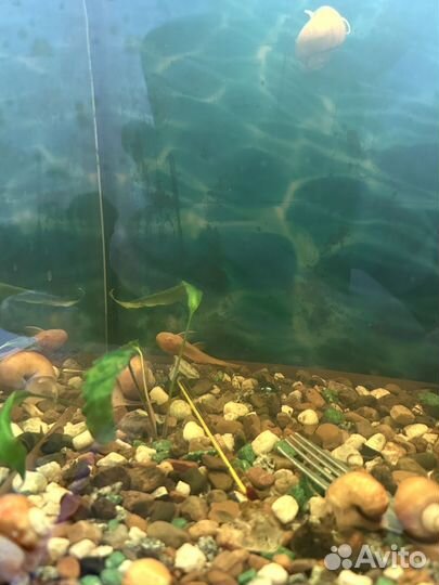 Аквариум с сомиками и улитками