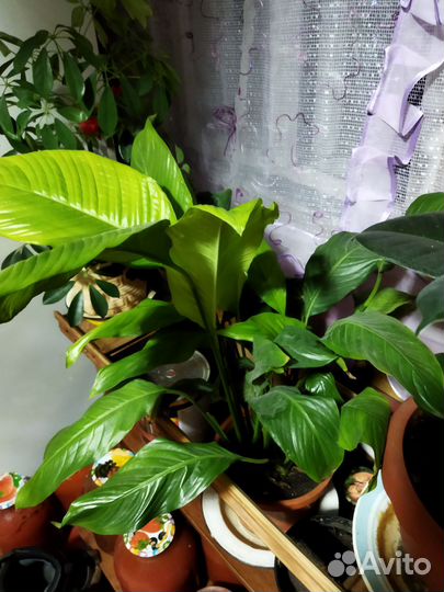 Спатифиллум