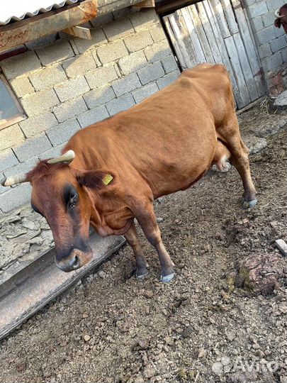 Продаю коровы