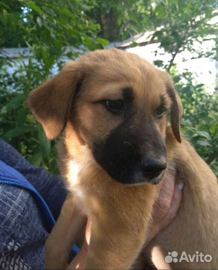 Собаки бесплатно