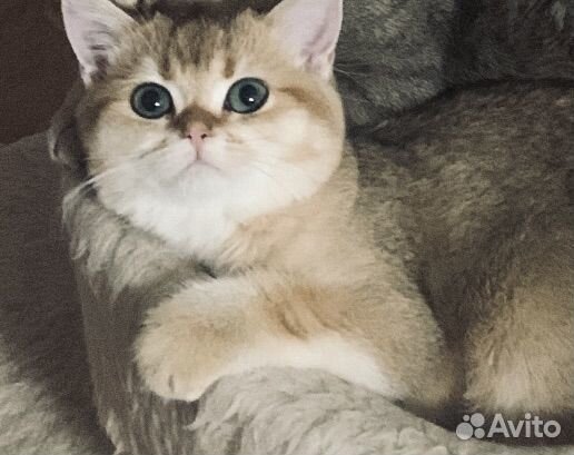 Шотландская