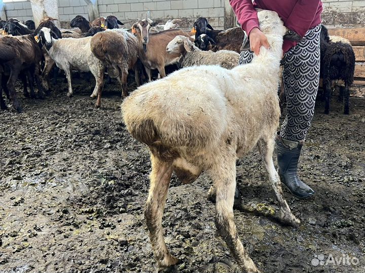 Овцы бараны ягнята оптом
