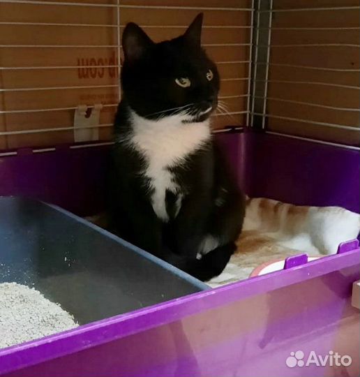 Кот в добрые руки
