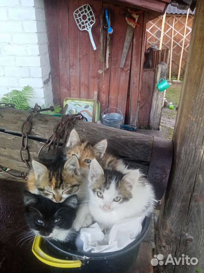 Котята в добрые руки бесплатно