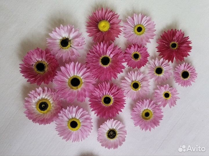 Сухоцветы гелиптерум (акролинум)