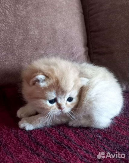 Шотландские котята